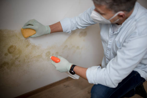 Best Black Mold Removal  in Coleman, TX